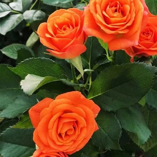 Роза спрей Оранж Беби