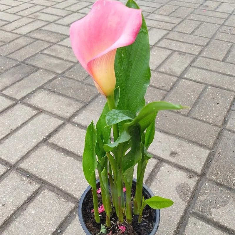 Калла в горшке